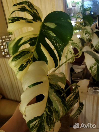Монстера вариегатная alba