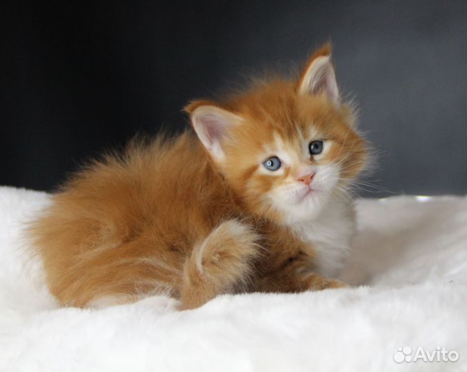 Котята мейн-кун