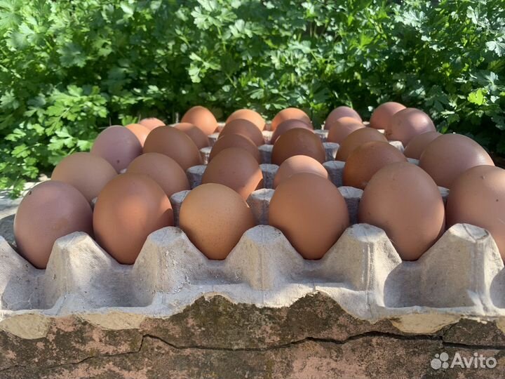 Яйцо домашнее куриное