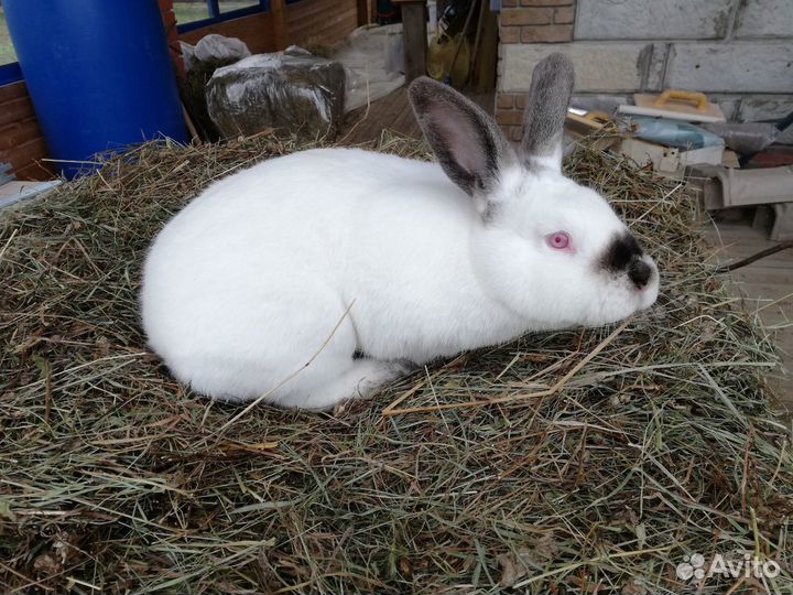 Крольчиха, крол Калифорнийская порода