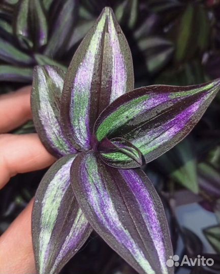 Традисканция зебрина