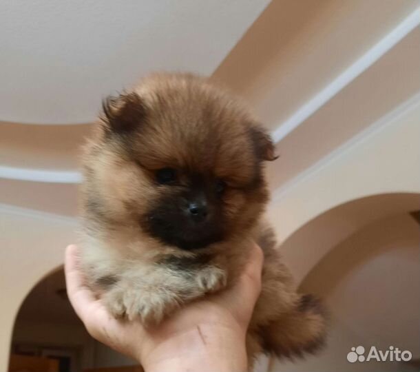 Померанский шпици мини медвежьего типа