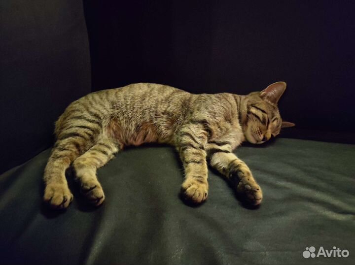 Кот