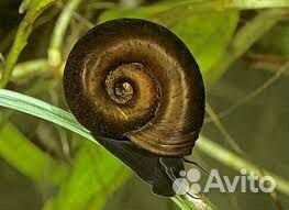 Аквариумные рыбки