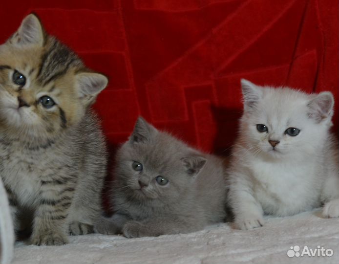 Британцы. Очень красивые