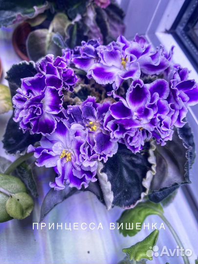 Сортовые фиалки