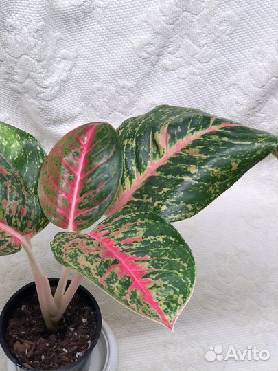 Аглаонема Боксинг