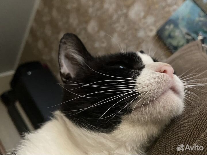 Кот в заботливые руки