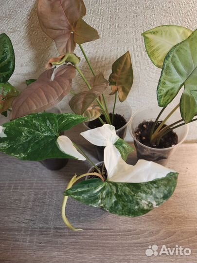 Сингониумы разные