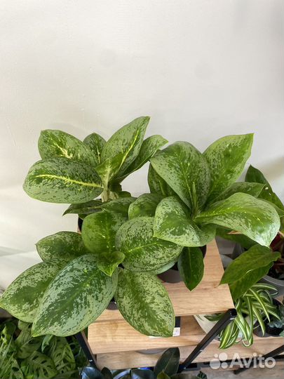 Аглаонемы зеленые