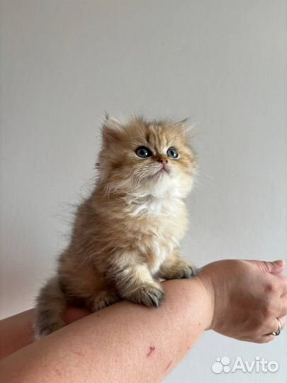 Британские котята, мальчик