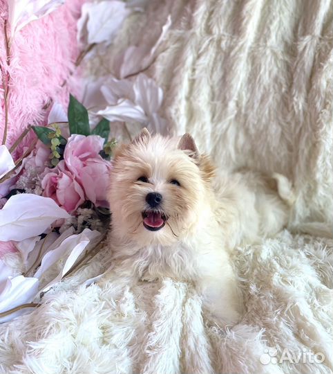 Мальчик голддаст йорк