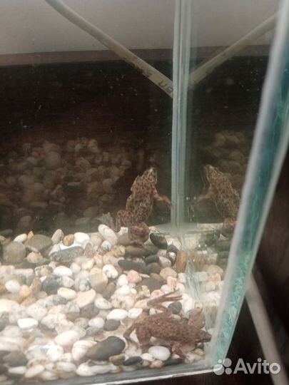 Аквариум с крышкой