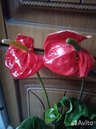 Антуриум отростки
