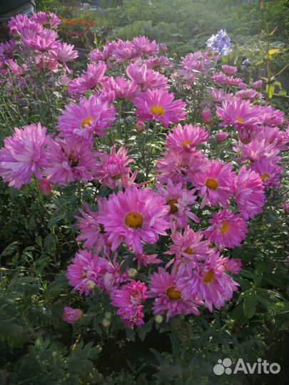 Хризантема