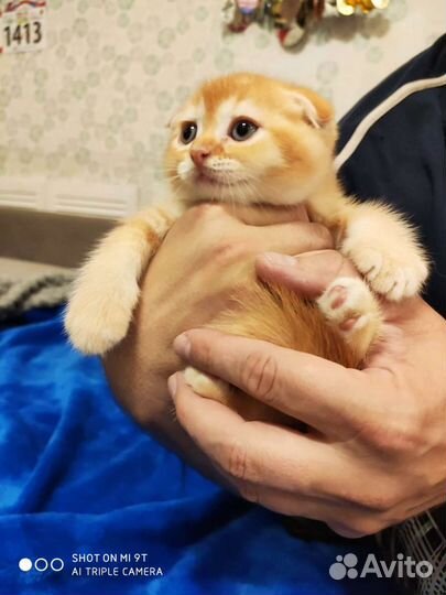 Шотландские вислоухие котята