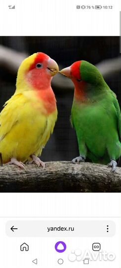 Попугай неразлучники