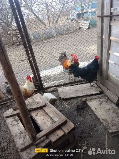 Петухи породистые