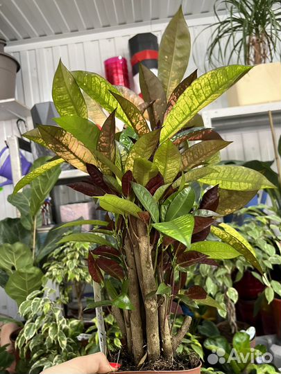 Кротон Мистер(миссис) Айстон