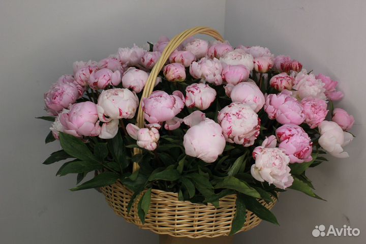 Альстромерия