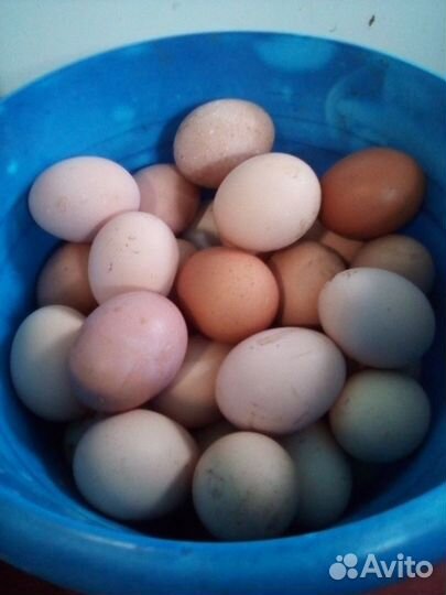 Инкубационное яйцо