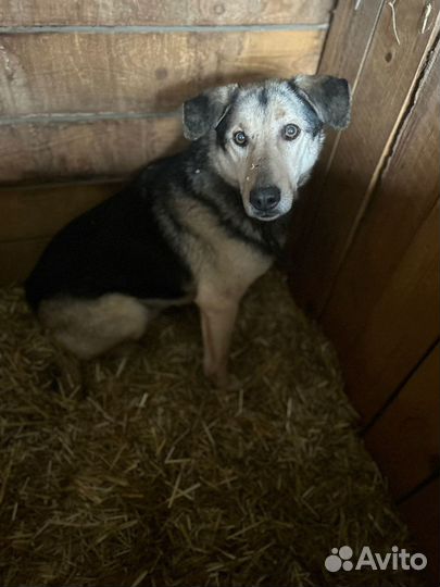 Собака в добрые руки, помогите найти дом