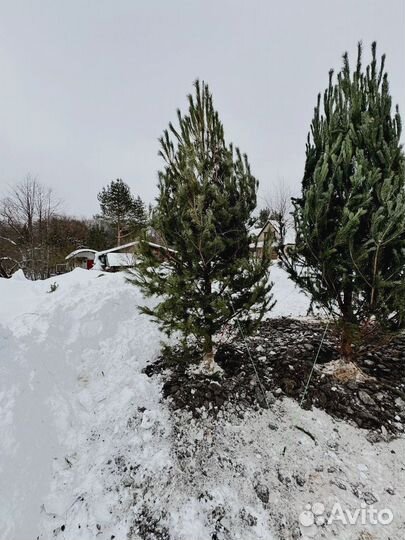 Ель 3.65 метра