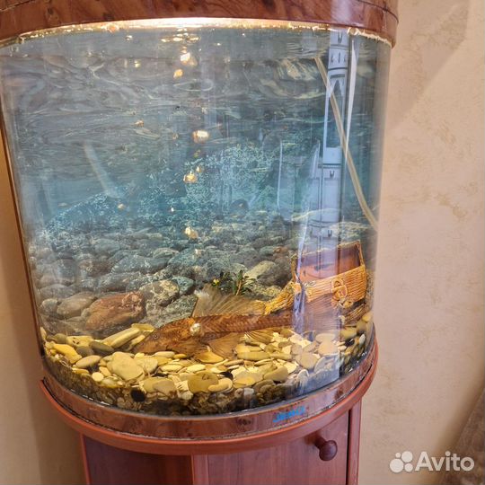 Аквариум с сомиком