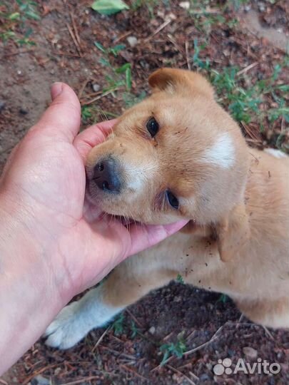 Щеночки бесплатно в добрые руки