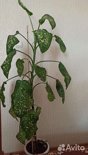 Диффенбахия