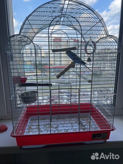 Попугай с клеткой