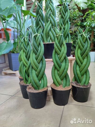 Сансевиерия Цилиндрика