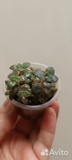 Эхиверии, красулы, седумы, сукуленты