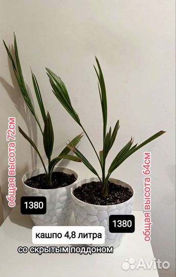 Вашингтония,финик,хамедорея,церопегия