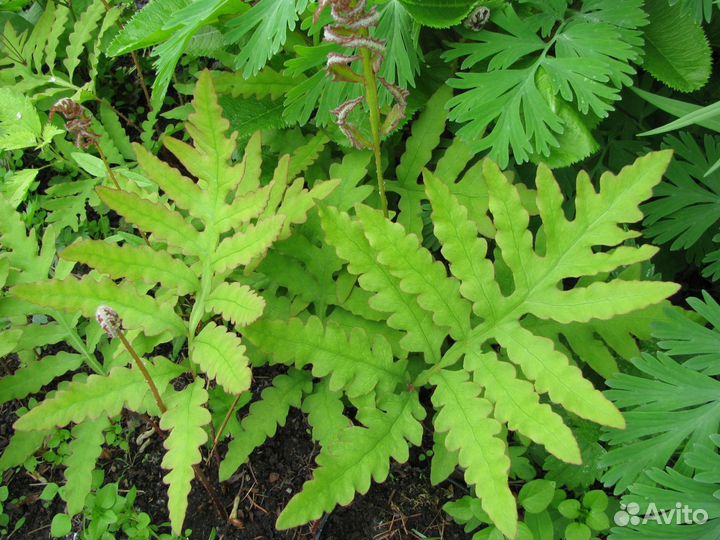 Многолетние цветы из сада