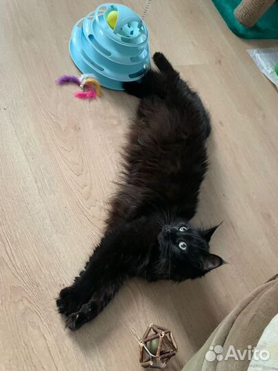 Очаровательная кошечка ищет дом