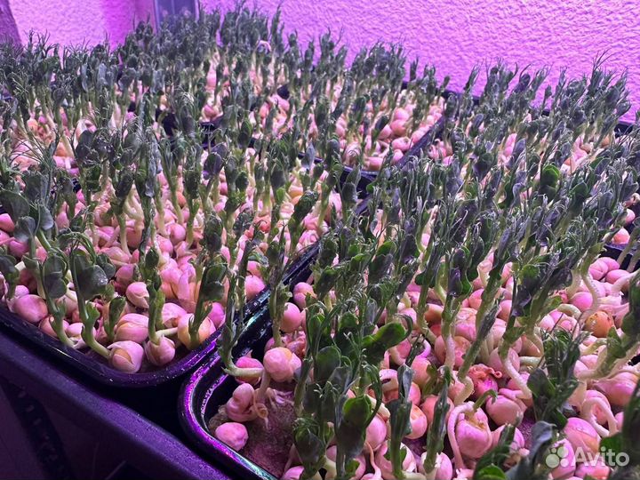 Свежая микрозелень