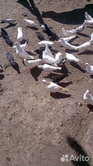 Продажа бакинских голубей