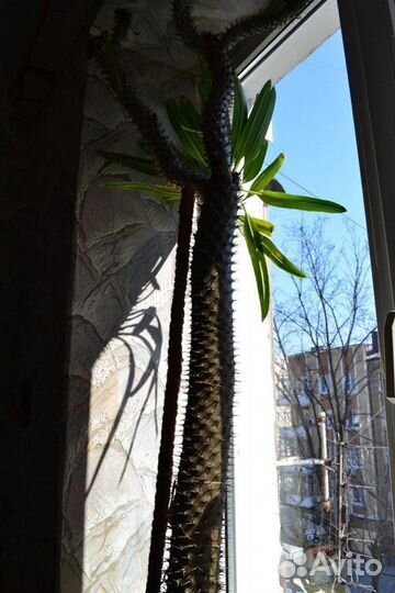 Пахиподиум (кактус)