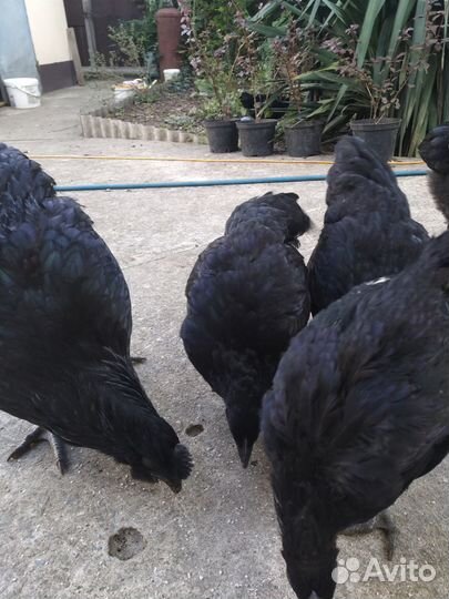 Цыплята Ухейилюй