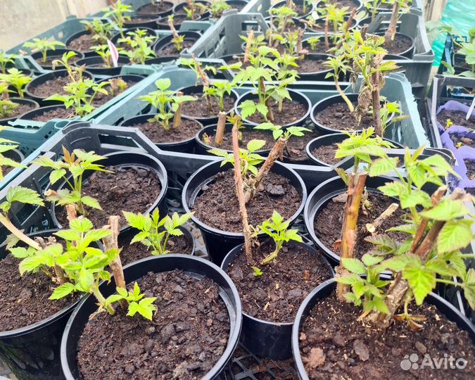 Малина сажать можно летом, урожай в этом году