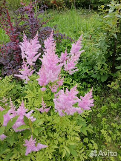 Садовые цветы