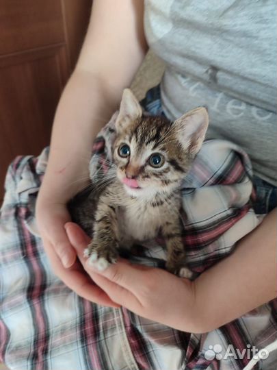 Кошки в добрые руки бесплатно