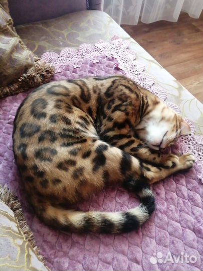 Бенгальская кошка