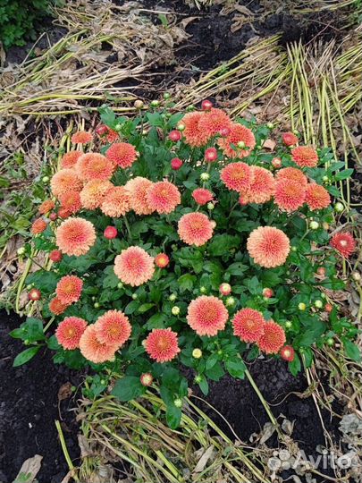 Хризантема