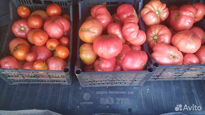Помидоры