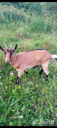 Альпийские козы