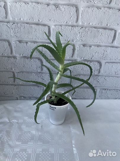 Алоэ лечебный