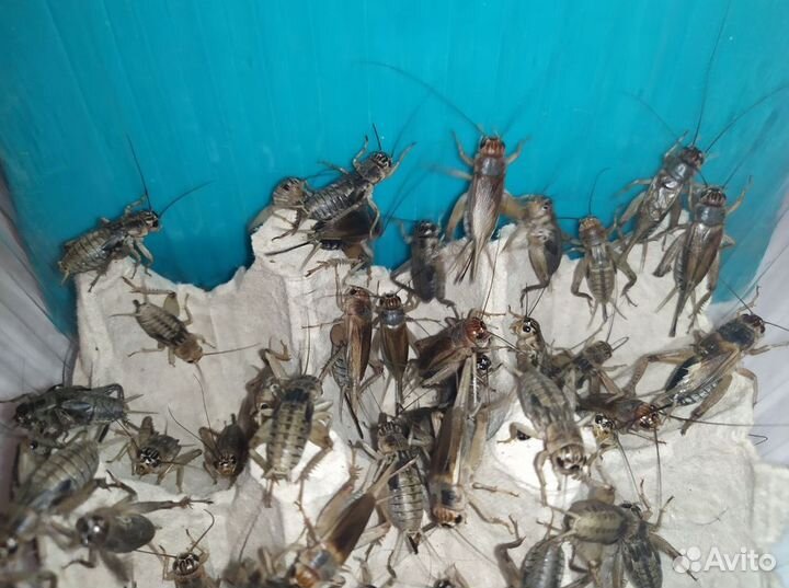 Кормовые насекомые. Сверчки банановы