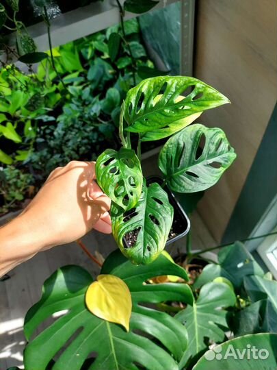 Комнатные растения